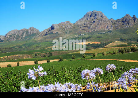 Sicht auf die Berge überstiegen Weinberge in den Winelands um Stellenbosch, in der Nähe von Kapstadt, Südafrika Stockfoto