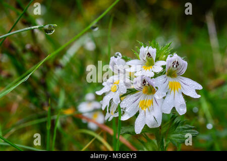 Berg Wiese im Morgentau, Gras und wilden wite und gelbe Blumen mit Wassertropfen bedeckt Stockfoto