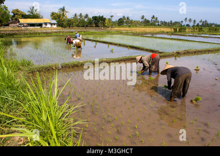 Die Felder von Reis gepflanzt in der Ebene, in der neben der Straße, die entlang der nördlichen Küste von Lombok Indonesien läuft Stockfoto