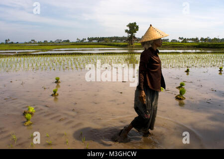 Die Felder von Reis gepflanzt in der Ebene, in der neben der Straße, die entlang der nördlichen Küste von Lombok Indonesien läuft Stockfoto