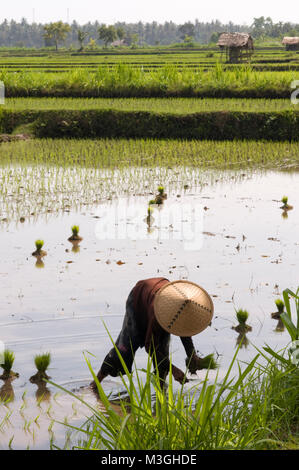 Die Felder von Reis gepflanzt in der Ebene, in der neben der Straße, die entlang der nördlichen Küste von Lombok Indonesien läuft Stockfoto