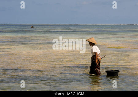 Frauen oft zu Fuß entlang der Küste von Kuta Beach, ein Fischer im Süden von Lombok, auf der Suche nach Seetang, die für das Kochen sehr geschätzt wird. Kuta Lombok Indonesien Stockfoto