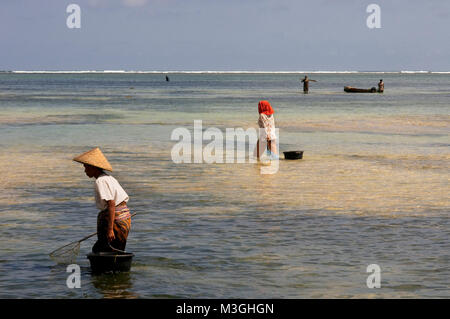 Frauen oft zu Fuß entlang der Küste von Kuta Beach, ein Fischer im Süden von Lombok, auf der Suche nach Seetang, die für das Kochen sehr geschätzt wird. Kuta Lombok Indonesien Stockfoto