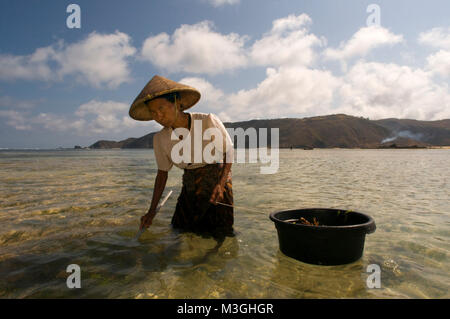 Frauen oft zu Fuß entlang der Küste von Kuta Beach, ein Fischer im Süden von Lombok, auf der Suche nach Seetang, die für das Kochen sehr geschätzt wird. Kuta Lombok Indonesien Stockfoto