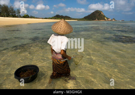 Frauen oft zu Fuß entlang der Küste von Kuta Beach, ein Fischer im Süden von Lombok, auf der Suche nach Seetang, die für das Kochen sehr geschätzt wird. Kuta Lombok Indonesien Stockfoto