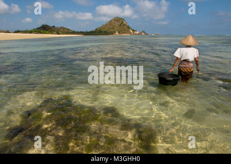 Frauen oft zu Fuß entlang der Küste von Kuta Beach, ein Fischer im Süden von Lombok, auf der Suche nach Seetang, die für das Kochen sehr geschätzt wird. Kuta Lombok Indonesien Stockfoto