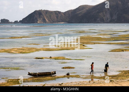 Frauen oft zu Fuß entlang der Küste von Kuta Beach, ein Fischer im Süden von Lombok, auf der Suche nach Seetang, die für das Kochen sehr geschätzt wird. Kuta Lombok Indonesien Stockfoto
