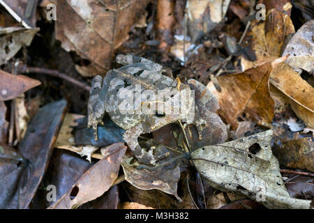 Suriname, Brownsweg, Brownsberg Nationalpark. Gehörnte Kröte. Stockfoto