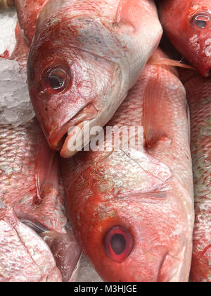 Frische rote Fisch auf Eis am lokalen Markt Stockfoto