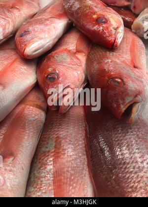 Frische rote Fisch auf Eis am lokalen Markt Stockfoto