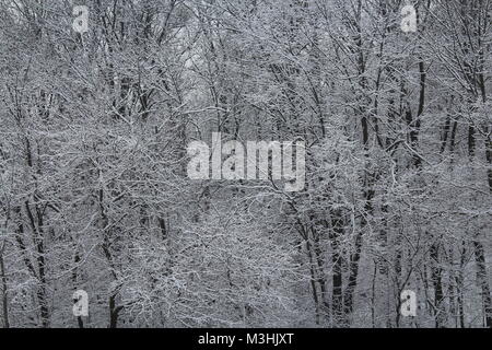 Niedlichen Dackel im Schnee Stockfoto