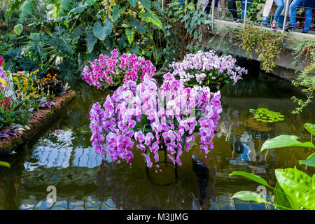 Februar 11, 2018 - Erstmals die Kew jährliche blumig Extravaganz durch Thailand inspiriert wurde. Für vier Wochen, Kew Gardens, Besucher zu seinen 23. jährlichen Orchideen Festival willkommen mit kreativen Designs und einzigartigen Erfahrungen. Credit: Velaren Grant/ZUMA Draht/Alamy leben Nachrichten Stockfoto