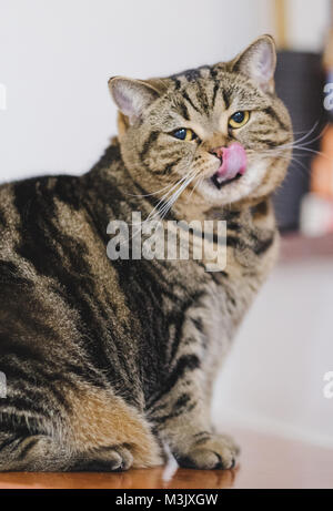Lustige fette Katze sitzend braun Cat spielt locker Stockfoto