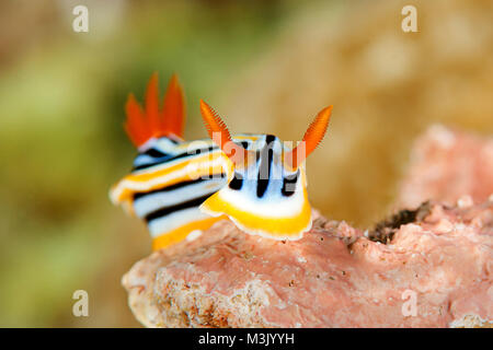 Chromodoris Elisabethina Nacktschnecke kriecht über die Coral Reef von Bali, Indonesien Stockfoto