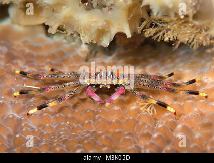 Flat Rock Crab (Percnon planissimum) auf Korallenriff von Bali, Indonesien ruhen Stockfoto