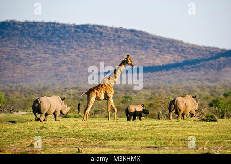 Südafrika, in der Nähe von Zeerust, Madikwe Nationalpark. Giraffe (Giraffa Camelopardalis). Weiße Nashorn. (Rhinocerotidae)). Stockfoto