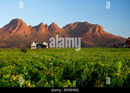 Südafrika, Western Cape, in der Nähe von Stellenbosch, Longridge Wine Estate. Homestead und Weinberge. Stockfoto