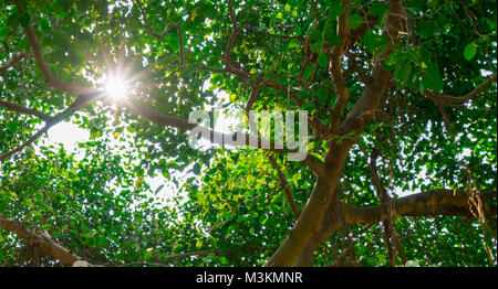 Sonnenlicht strahlt durch grüne Blätter von Banyan Tree. Stockfoto