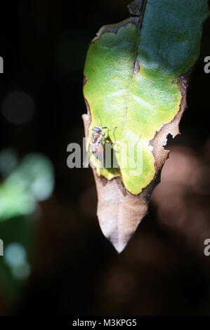 Fliegen sitzen auf einem halb tot Blatt Stockfoto
