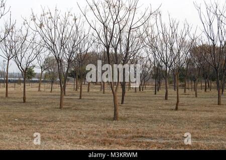 Eine schöne Aufnahme in Fatima jinnah Park Islamabad genommen. Trockene Jahreszeit Warten auf Regen. Stockfoto