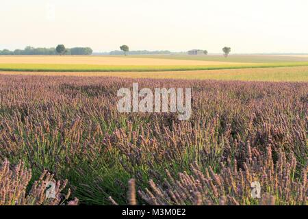 Lavendelfelder in Valensole, Provence, Frankreich Stockfoto