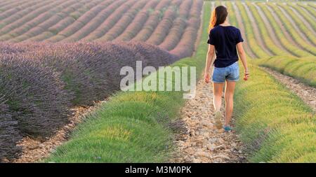 Junge Frau wandern in Lavendel Feldern, Valensole, Provence, Frankreich Stockfoto