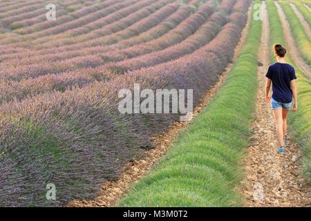 Junge Frau wandern in Lavendel Feldern, Valensole, Provence, Frankreich Stockfoto