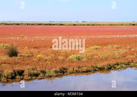 Landschaft der Camargue, Provence, Frankreich Stockfoto