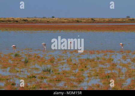 Flamingos in der Camargue, der Provence, Frankreich Stockfoto