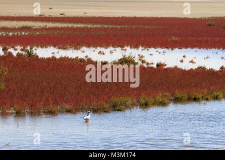 Landschaft der Camargue, Provence, Frankreich Stockfoto