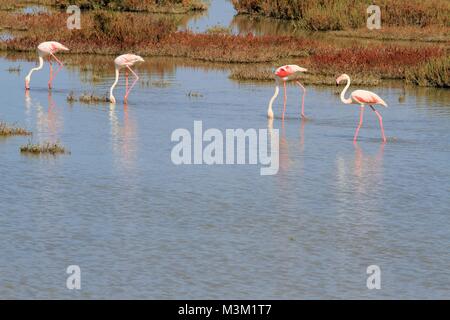 Flamingos in der Camargue, der Provence, Frankreich Stockfoto