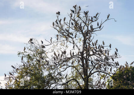 Die Gruppe der offenen Rechnung Storch Vögel auf dem Baum Stockfoto