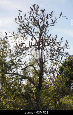 Die Gruppe der offenen Rechnung Storch Vögel auf dem Baum Stockfoto