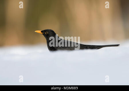 Eine männliche Amsel (Turdus merula) auf der Suche nach Nahrung in tiefem Schnee, Ross-shire, Schottland, Großbritannien Stockfoto