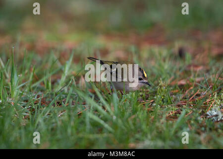 Ein Goldcrest (Regulus Regulus) auf der Suche nach Nahrung am Boden, Tain, Ross-Shire, Schottland. Stockfoto