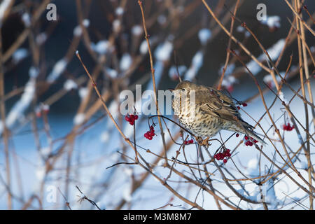 Ein (Turdus viscivorus Mistle Thrush essen Gefüllte Schneeball Beeren im Schnee, Schottland), UK Stockfoto