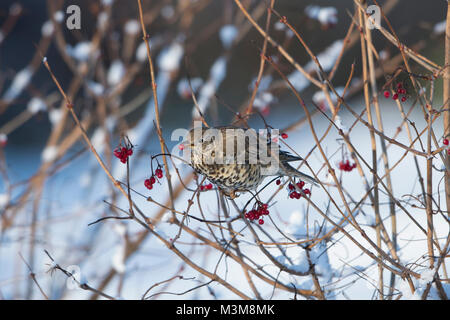 Ein (Turdus viscivorus Mistle Thrush essen Gefüllte Schneeball Beeren im Schnee, Schottland), UK Stockfoto