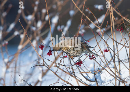 Ein (Turdus viscivorus Mistle Thrush essen Gefüllte Schneeball Beeren im Schnee, Schottland), UK Stockfoto