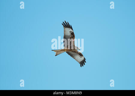 Ein erwachsener Rotmilan (Milvus milvus) im Flug gegen den klaren blauen Himmel, Schottland, UK Stockfoto