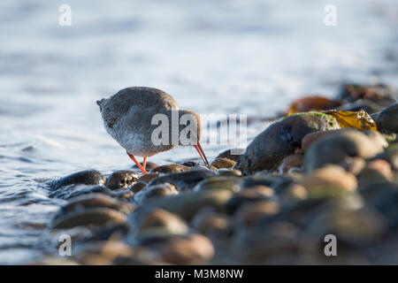 Ein erwachsener gemeinsame Rotschenkel (Tringa totanus) Stillen im Water's Edge, Loch Flotte, Schottland, Großbritannien Stockfoto