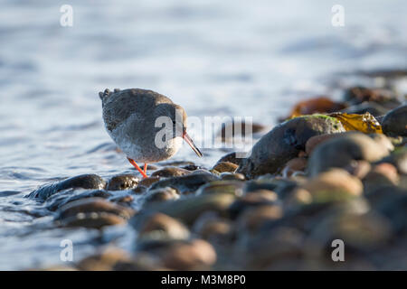 Ein erwachsener gemeinsame Rotschenkel (Tringa totanus) Stillen im Water's Edge, Loch Flotte, Schottland, Großbritannien Stockfoto