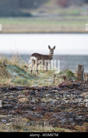 Ein weibliches Reh (Capreolus capreolus) Fütterung entlang der Küstenlinie, Loch Flotte, Schottland, Großbritannien Stockfoto