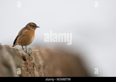 Eine weibliche gemeinsame Schwarzkehlchen (Saxicola torquatus) auf die Wand, Schottland, Großbritannien Stockfoto