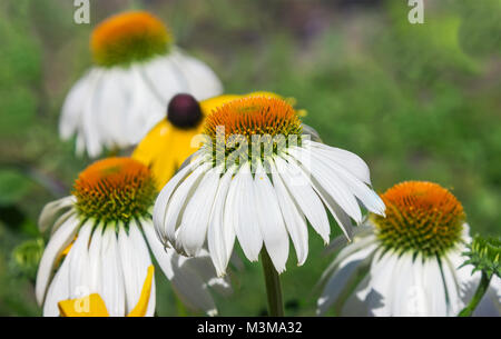 Echinacea purpurea White Swan Blume im Garten. Stockfoto