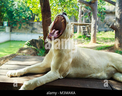 Female White Lion ist zur Festlegung und Gähnen Stockfoto