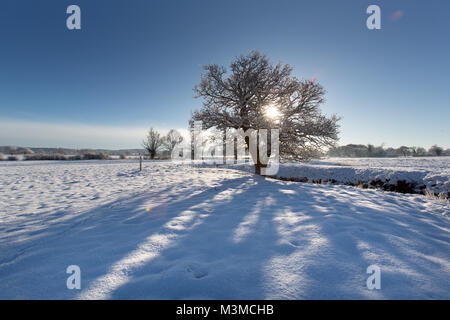 Dorf von Coddington, England. Silhouetted, schneereiche Winter Blick auf eine Eiche in einer Weide- Feld, in ländlichen Cheshire. Stockfoto