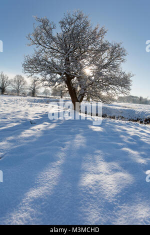 Dorf von Coddington, England. Silhouetted, schneereiche Winter Blick auf eine Eiche in einer Weide- Feld, in ländlichen Cheshire. Stockfoto