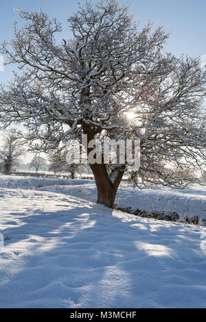 Dorf von Coddington, England. Silhouetted, schneereiche Winter Blick auf eine Eiche in einer Weide- Feld, in ländlichen Cheshire. Stockfoto