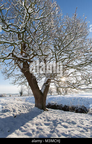 Dorf von Coddington, England. Silhouetted, schneereiche Winter Blick auf eine Eiche in einer Weide- Feld, in ländlichen Cheshire. Stockfoto