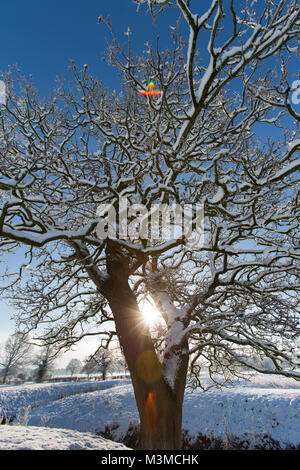 Dorf von Coddington, England. Silhouetted, schneereiche Winter Blick auf eine Eiche in einer Weide- Feld, in ländlichen Cheshire. Stockfoto